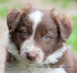 Red MALE border collie puppy